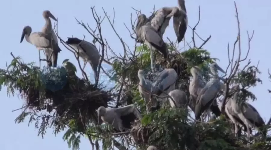 ‘Protect the Shamukbhonga’: Jadav Payeng urges conservation of Asian Openbill Storks ‘Protect the Shamukbhonga’: Jadav Payeng urges conservation of Asian Openbill Storks