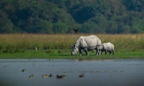 Pobitora Wildlife Sanctuary welcomes tourists as 2025–26 season begins