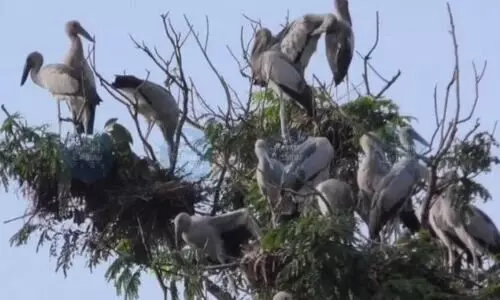 ‘Protect the Shamukbhonga’: Jadav Payeng urges conservation of Asian Openbill Storks