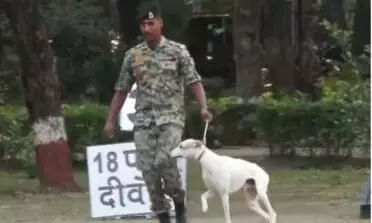 BSF deploys indigenous hounds along India-Bangladesh border to fight infiltration