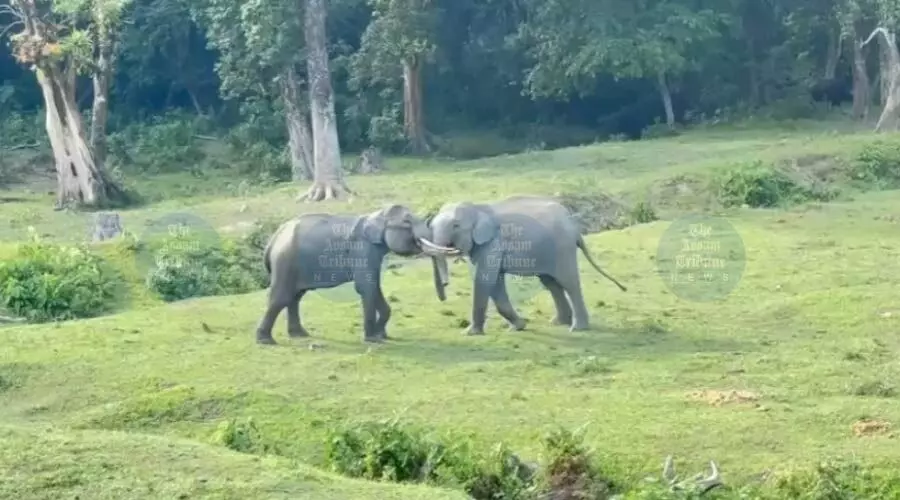 Tourist footfall rises sharply as Manas National Park opens for new season