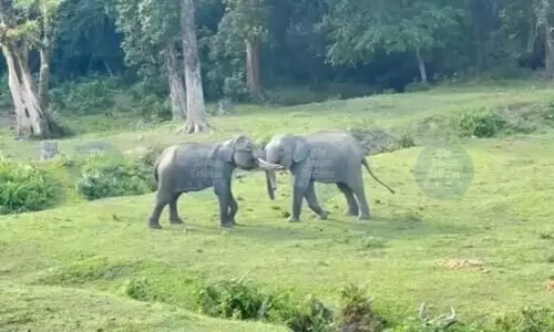 Tourist footfall rises sharply as Manas National Park opens for new season