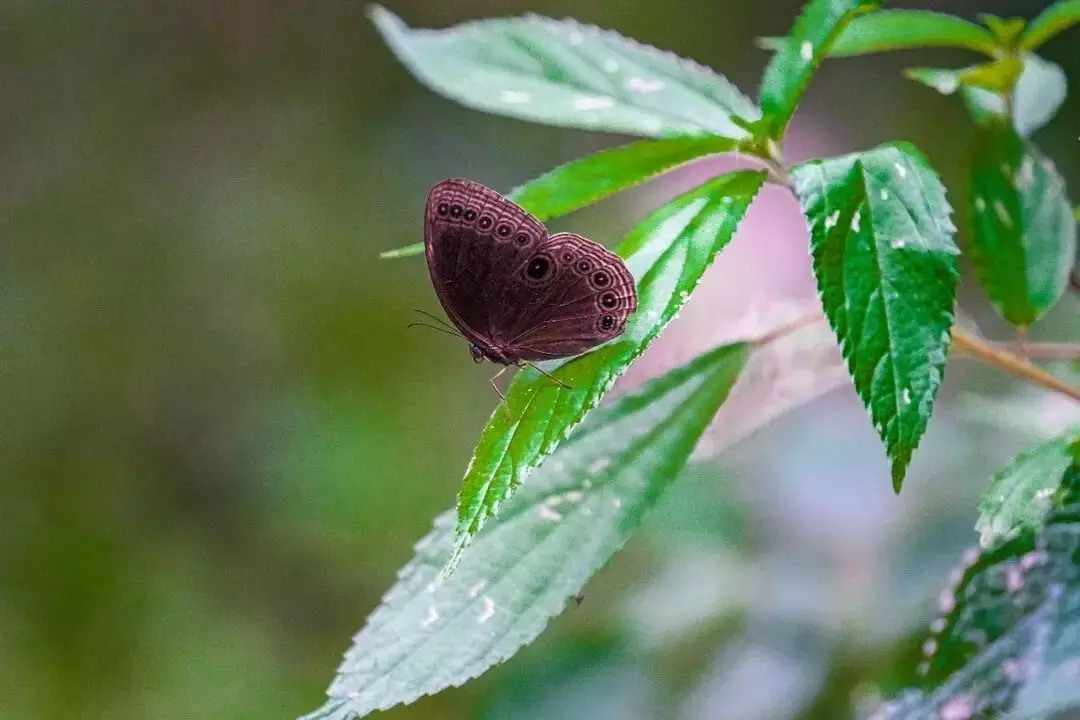 Arunachal’s 2nd Wakro Butterfly Meet records 235 butterfly species