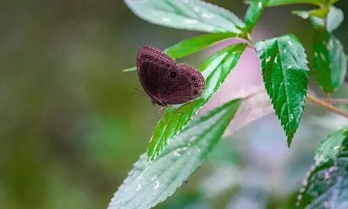 Arunachal’s 2nd Wakro Butterfly Meet records 235 butterfly species