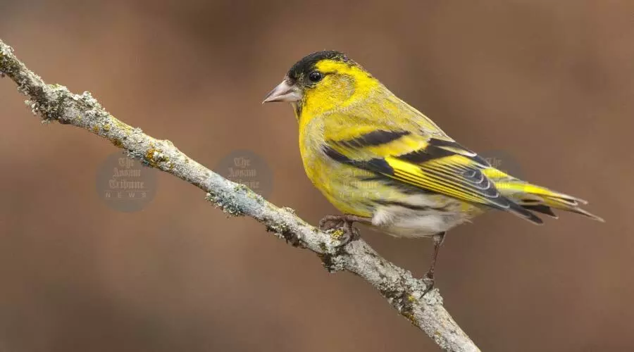 Lakhimpur’s Dikrong grassland readies to welcome winter’s winged guests
