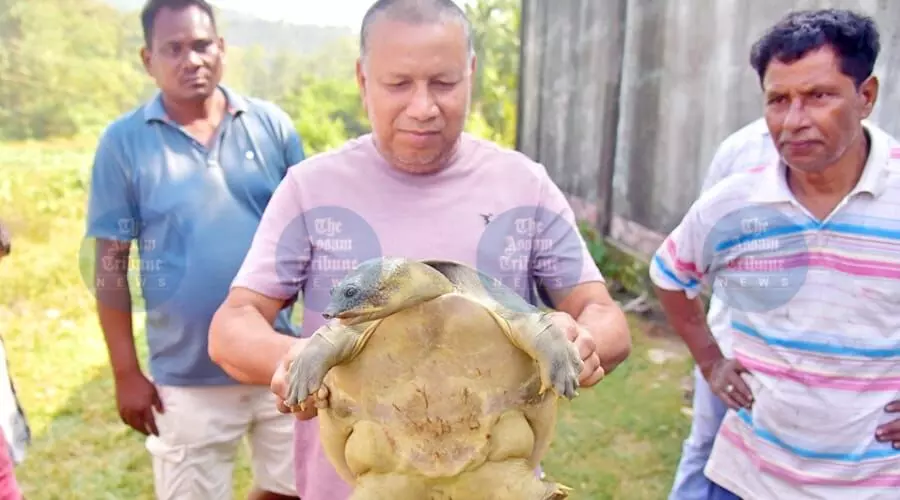 Rare turtle sighting draws focus to Boko river’s worsening pollution crisis