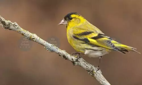 Lakhimpur’s Dikrong grassland readies to welcome winter’s winged guests