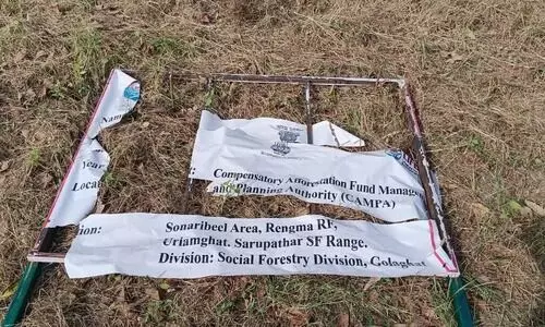 Fresh tension on Assam–Nagaland border as miscreants uproot saplings in Uriamghat