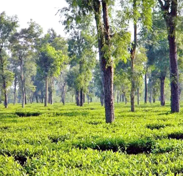 Small tea growers in Northeast eye value addition to boost income: NEDFi study