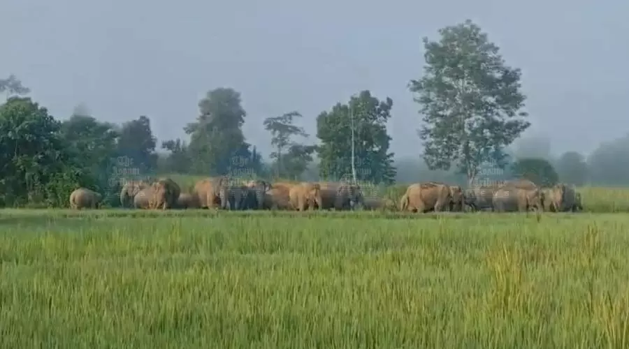 Goalpara pioneers effort to curb human-elephant conflict with underpass plan Goalpara pioneers effort to curb human-elephant conflict with underpass plan