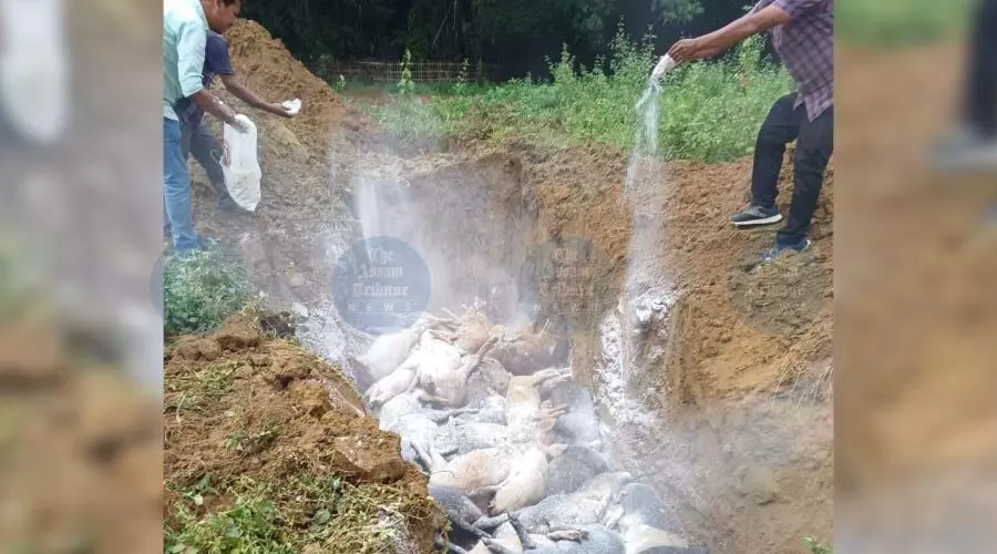 ASF outbreak prompts containment measures across 193 villages in Dibrugarh