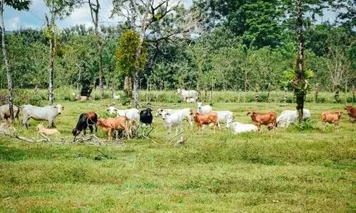 Kamrup potters oppose move to de-reserve village grazing land for logistic park
