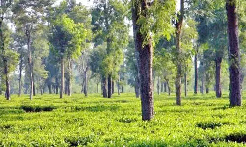 Small tea growers in Northeast eye value addition to boost income: NEDFi study