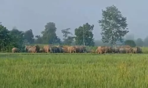 Goalpara pioneers effort to curb human-elephant conflict with underpass plan