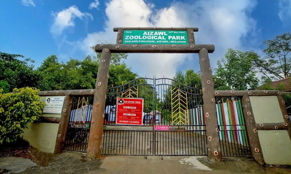 Rs 20,000 reward announced as rare Pesquet’s Parrot goes missing from Aizawl Zoo Rs 20,000 reward announced as rare Pesquet’s Parrot goes missing from Aizawl Zoo