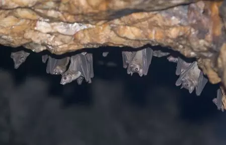 Scientists discover new Covid-like virus in moustached bats from Brazil