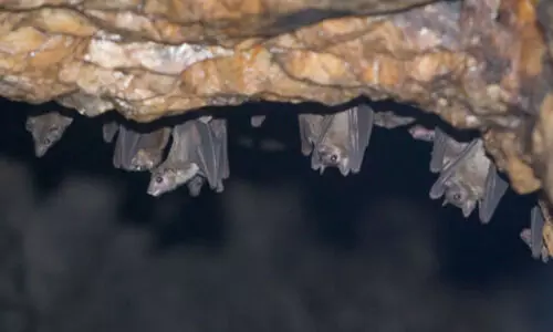 Scientists discover new Covid-like virus in moustached bats from Brazil