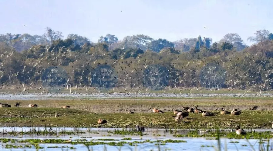 Burhachapori roars back: Eviction clears path for wildlife, sparks conservation talks