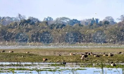 Burhachapori roars back: Eviction clears path for wildlife, sparks conservation talks