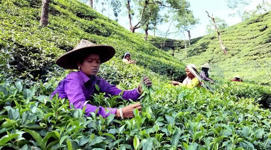 Land allotment to tea garden workers will end 200-year insecurity: ACMS