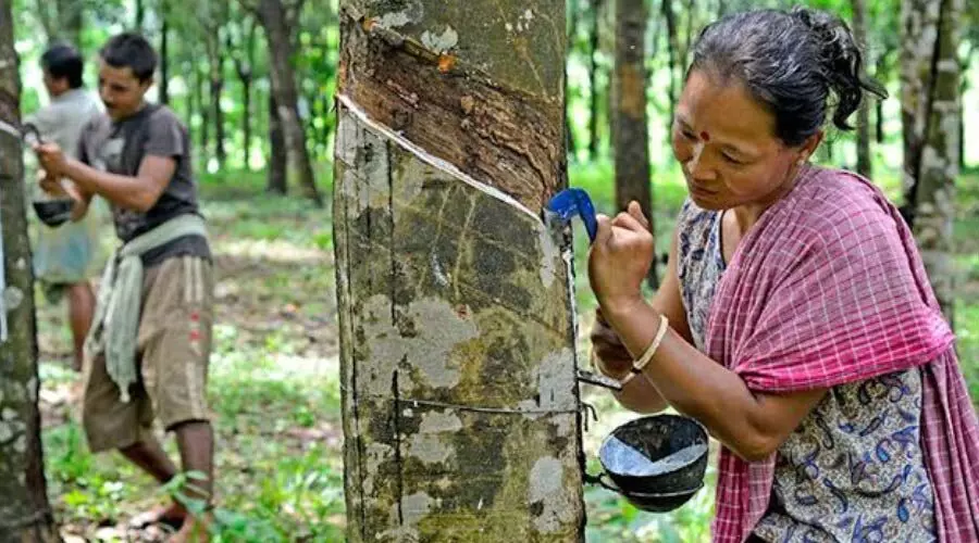 Logistics hurdles stall Tripura’s tyre dream despite high rubber output