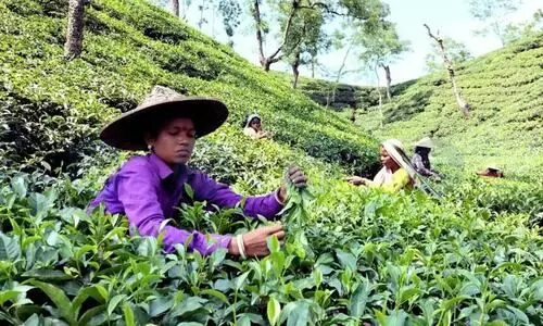 Land allotment to tea garden workers will end 200-year insecurity: ACMS