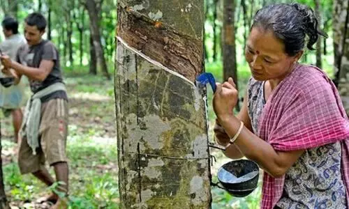 Logistics hurdles stall Tripura’s tyre dream despite high rubber output