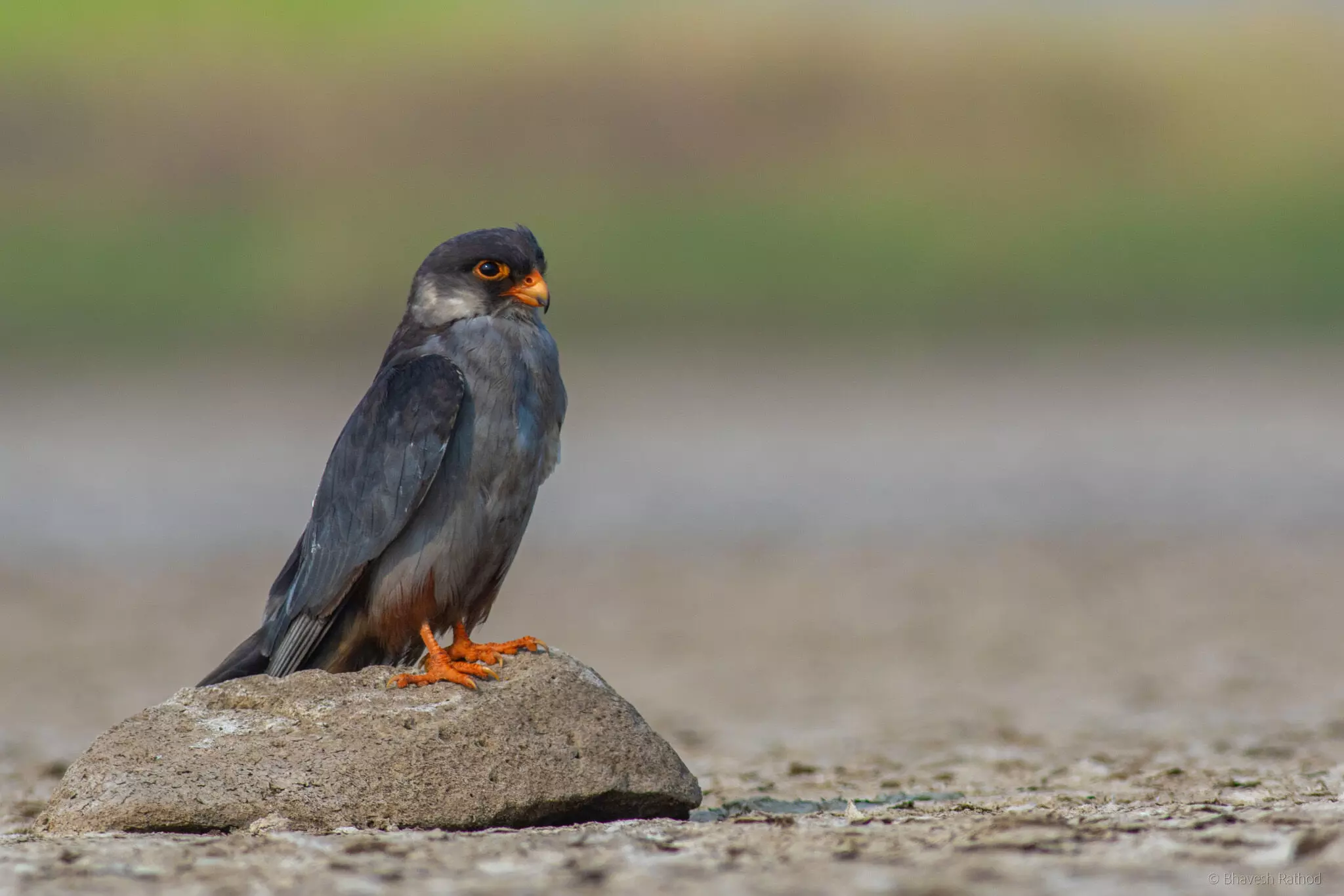 Wokha district declared temporary silence zone to protect migratory Amur Falcons