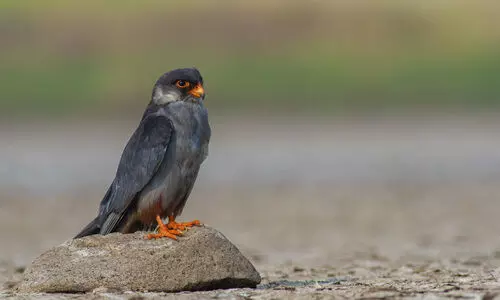 Noney district imposes total ban on hunting and sale of Amur Falcons