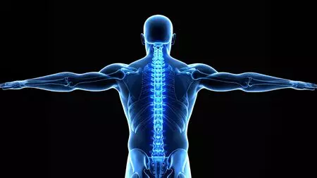 Stem cell therapy helps Japanese researchers successfully regenerate bone