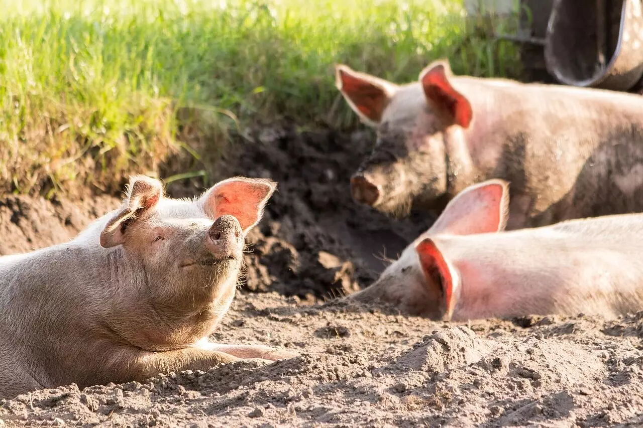 African Swine Fever outbreak out of control in Assam, central team begins review African Swine Fever outbreak out of control in Assam, central team begins review