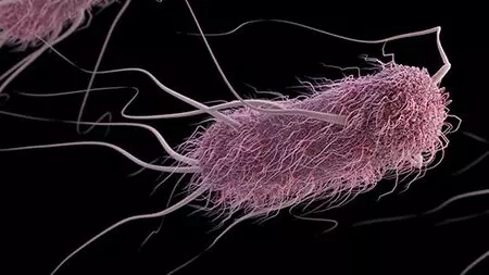 Study finds antimicrobial peptides effective against Salmonella, E. coli, AMR Study finds antimicrobial peptides effective against Salmonella, E. coli, AMR