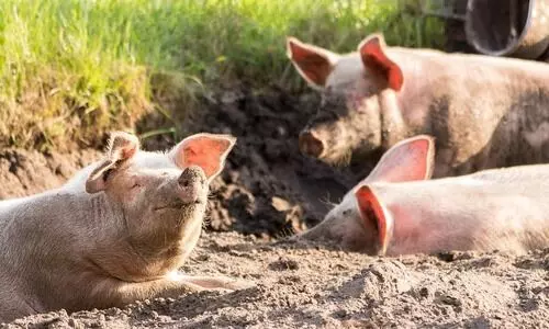African Swine Fever outbreak out of control in Assam, central team begins review