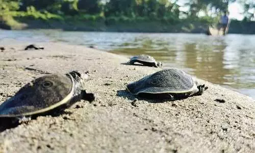 Kaziranga’s hidden world: Survey finds 77 fish, 108 reptile & amphibian species