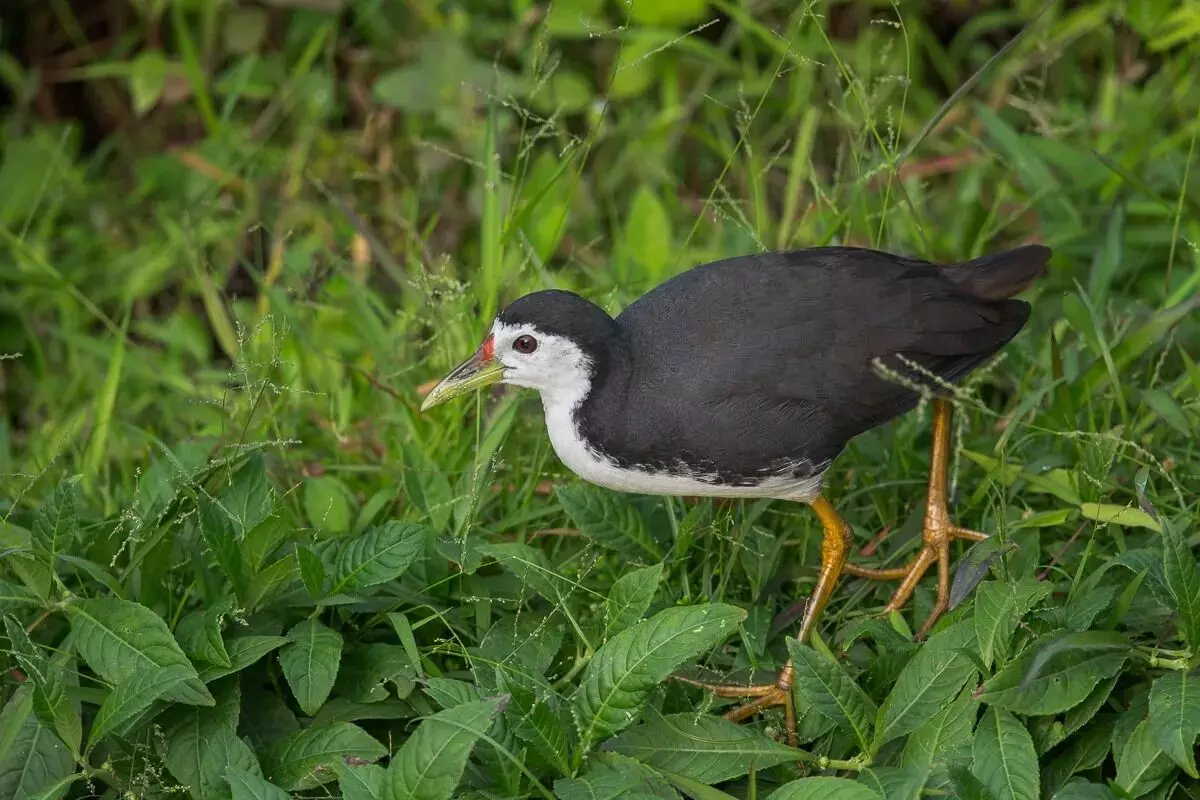 White-breasted Waterhen spotted in Bajali wetlands, reflecting thriving biodiversity