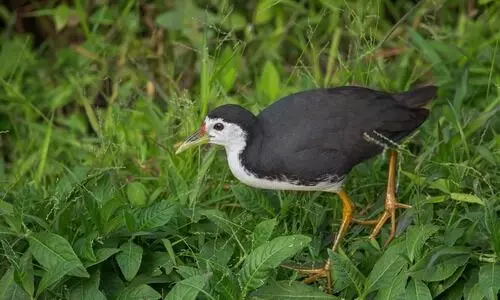 White-breasted Waterhen spotted in Bajali wetlands, reflecting thriving biodiversity