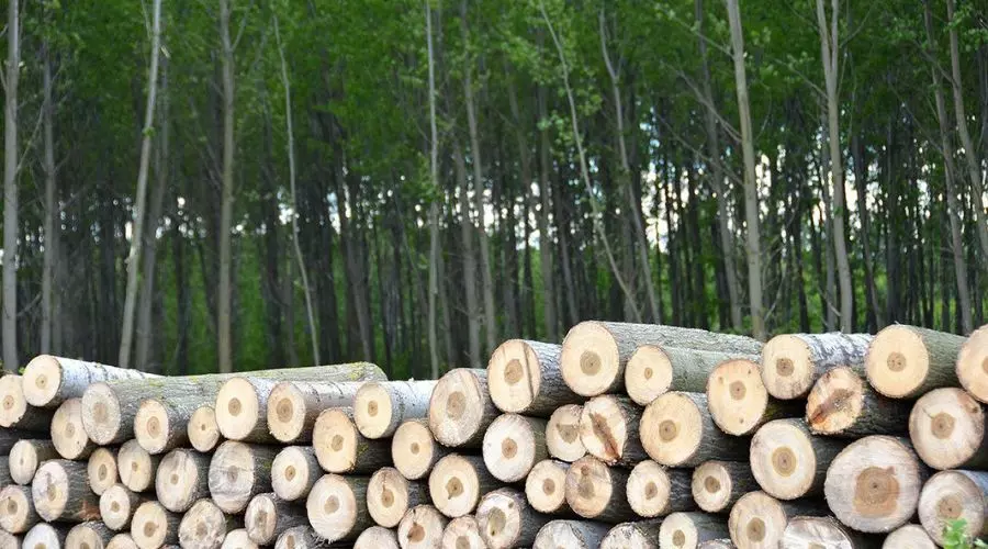 Chainsaw-fuelled timber smuggling alarms Kamrup, forests face rapid depletion