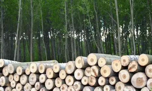 Chainsaw-fuelled timber smuggling alarms Kamrup, forests face rapid depletion