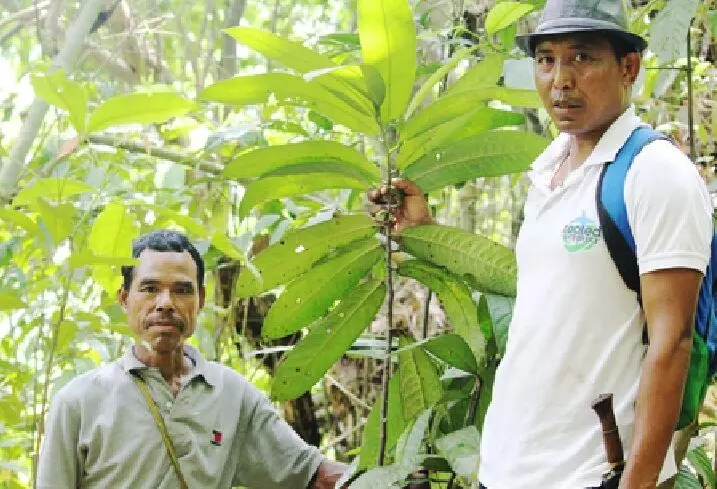 Nagaland–Assam researchers find anticancer promise in Meghalaya forest plant Nagaland–Assam researchers find anticancer promise in Meghalaya forest plant