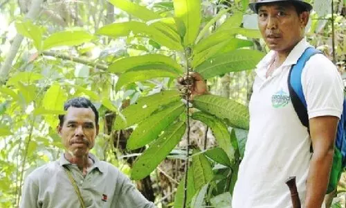 Nagaland–Assam researchers find anticancer promise in Meghalaya forest plant