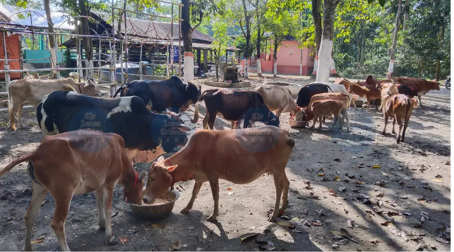 200-yr-old goshala in Nalbari crumbles amid neglect, locals urge govt support