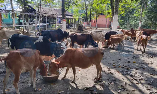 200-yr-old goshala in Nalbari crumbles amid neglect, locals urge govt support