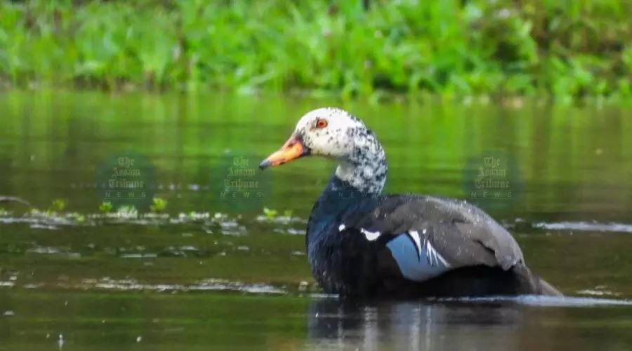 Assam’s state bird, white-winged wood duck, now down to 300 in NE: WTI