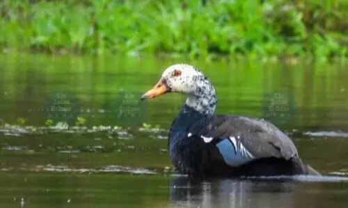 Assam’s state bird, white-winged wood duck, now down to 300 in NE: WTI