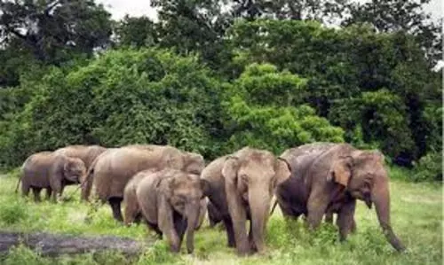 Human-elephant conflict rises in Jharkhand; 5 people killed, 2 elephants found dead