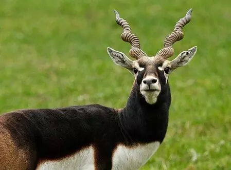 K’taka blackbuck deaths rise to 31; authorities fear outbreak spreading to villages