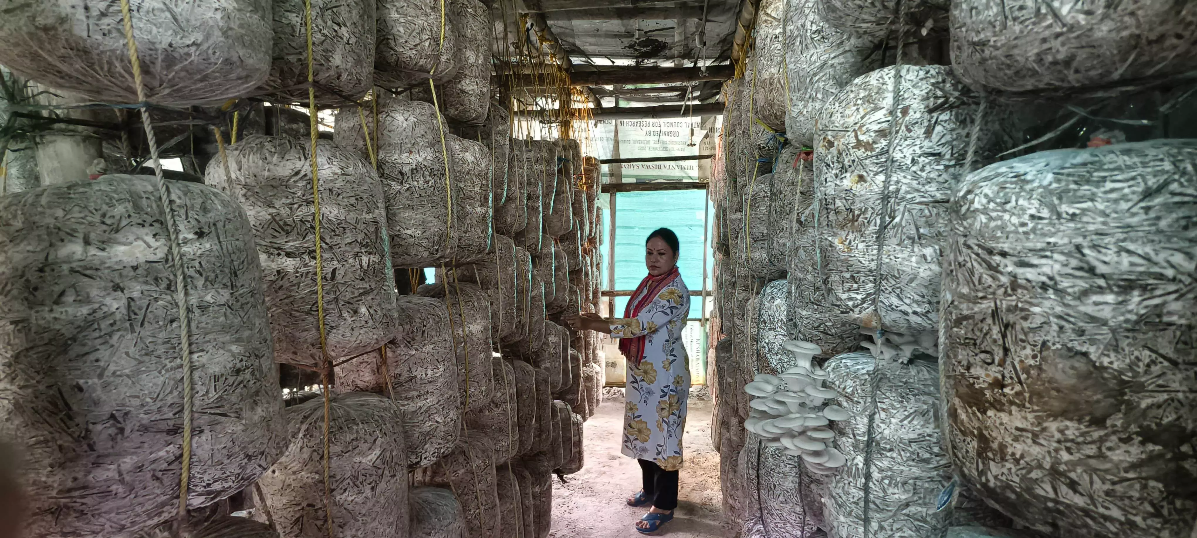 Inside Assam’s mushroom boom: From simple crop to high-value products