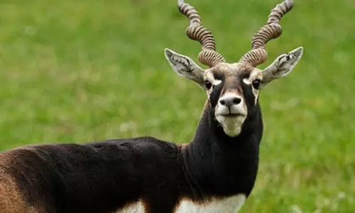 K’taka blackbuck deaths rise to 31; authorities fear outbreak spreading to villages