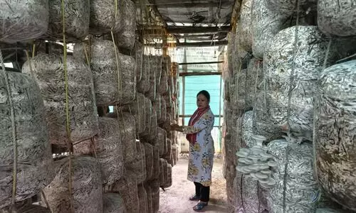 Inside Assam’s mushroom boom: From simple crop to high-value products