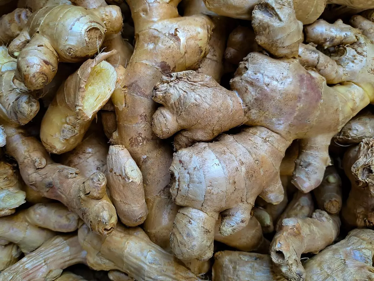 Nagaland University unveils high-yield ginger variety after decade of research
